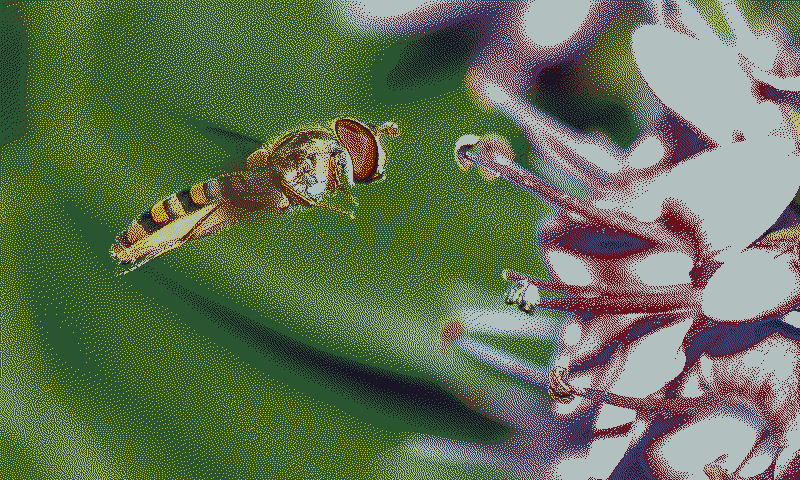 A hoverfly in front of a purple flower, from Wikimedia Commons, dithered for a Spectra 6 panel with no adjustments